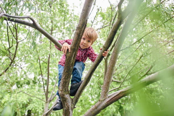 Outdoors portrait of cute preschool boy climbing a tree stock photo