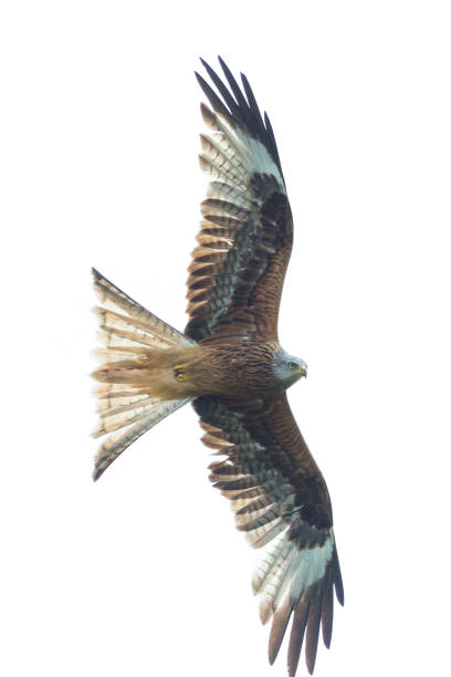 istock isolated red kite (milvus milvus) in flight, spread wings 1150457251