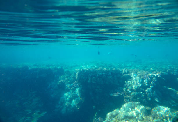istock sea fish, coral reef, underwater 1150458253