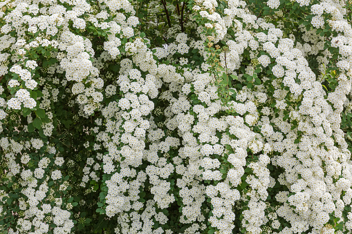 Fragment of the bush of flowering spiraea, Grefsheim variety with clusters of small white flowers. Background