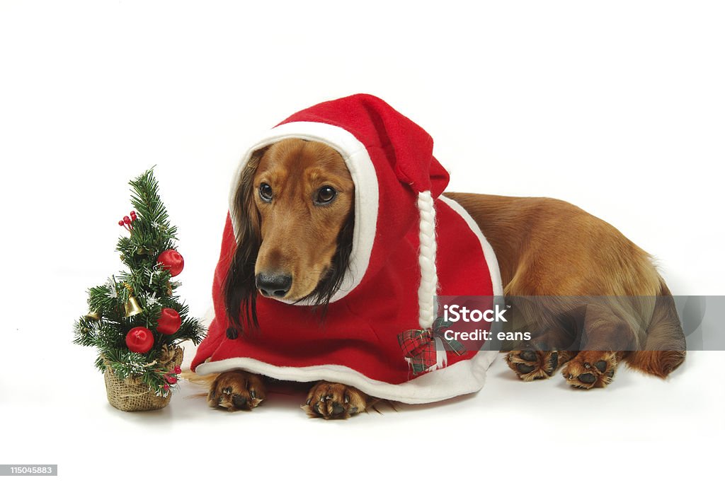 Teckel et de Noël - Photo de Animal vertébré libre de droits