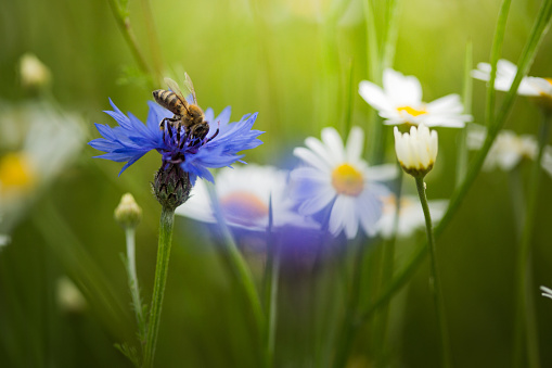 Honey Bee Collecting Pollen From Cornflower In Flowerfield