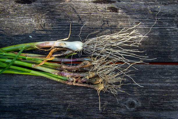 istock homemade young garlic new crop 1150459051