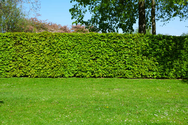 istock Garden with trees and a bush 1150462003