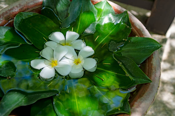 White Plumeria/Frangipani flower