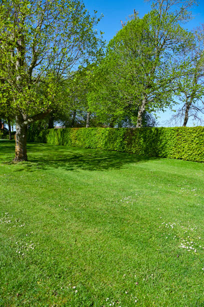 istock Garden with trees and a bush 1150462060