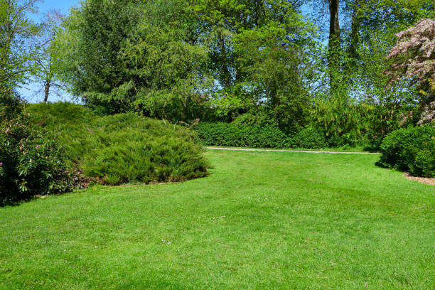 istock Garden with trees and a bush 1150462284