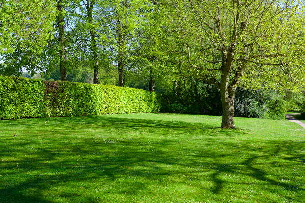 istock Garden with trees and a bush 1150462379
