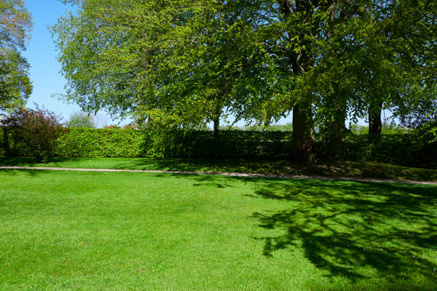 istock Garden with trees and a bush 1150462496