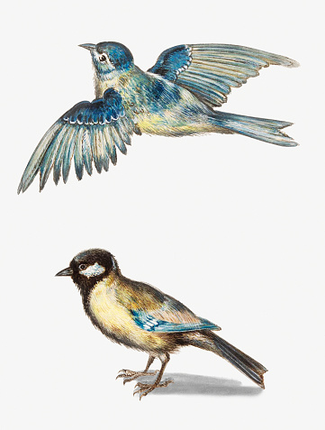 Two vintage passerine birds illustration