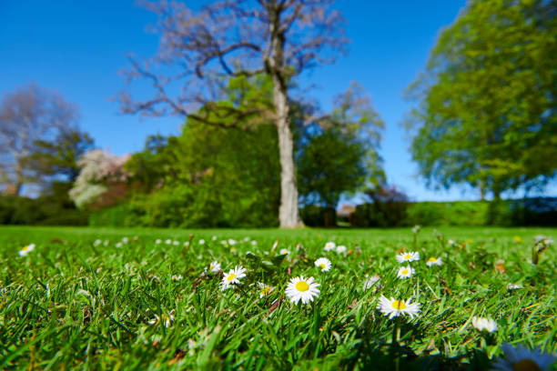 Park-like garden with trees, a bush and green lawn. Blue sky.