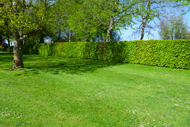 istock Garden with trees and a bush 1150463220