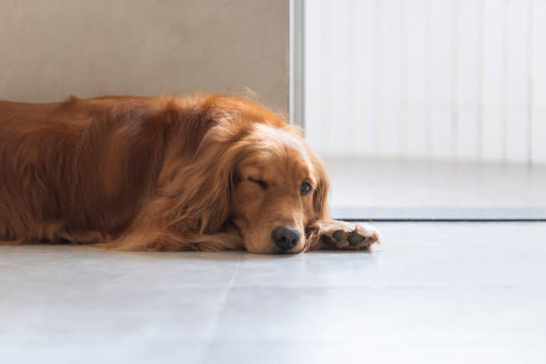 istock Golden retriever kneeling on the ground 1150464989