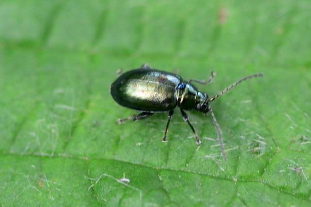 Flea beetle Altica sp leaf beetle photos stock pictures, royalty-free photos & images
