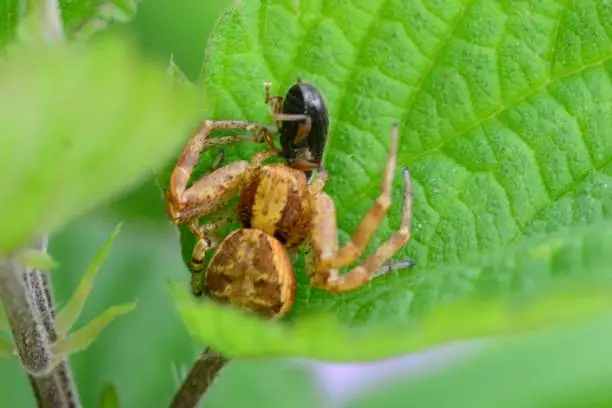 Photo of Crab spider with prey