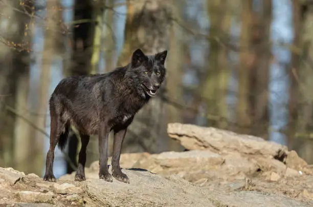Beautiful black canadian timberwolf standing on a rock.