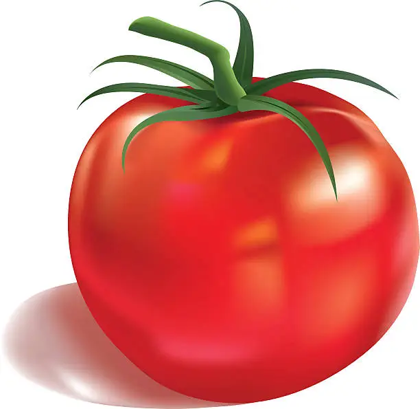 Vector illustration of Red Tomato