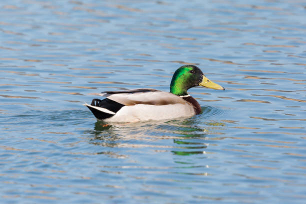 istock close-up side view male mallard duck (anas platyrhynchos) swimming 1150467065