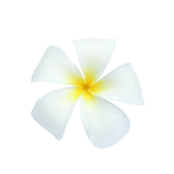 istock White frangipani flower isolated on white background. 1150467367