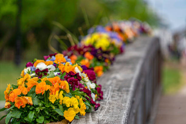istock Flowers on wooden bridge 1150469726
