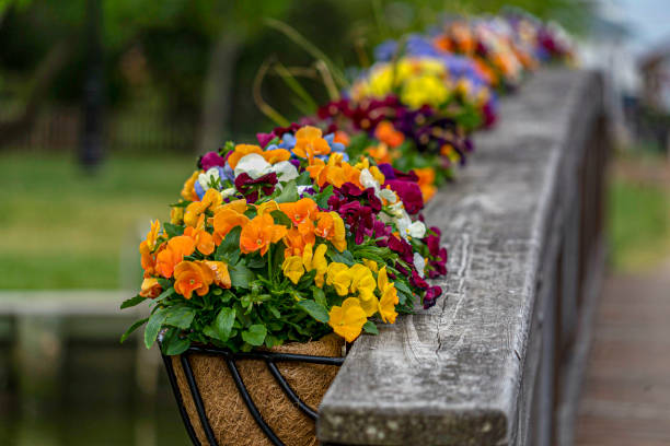 istock Flowers on wooden bridge 1150469808