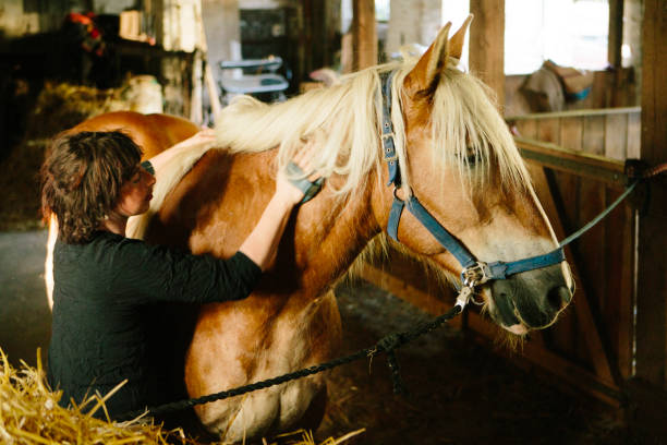 alternative lifestyle auf der bio-farm: bäuerinnen züchten das entwurfspferd - grooming stock-fotos und bilder