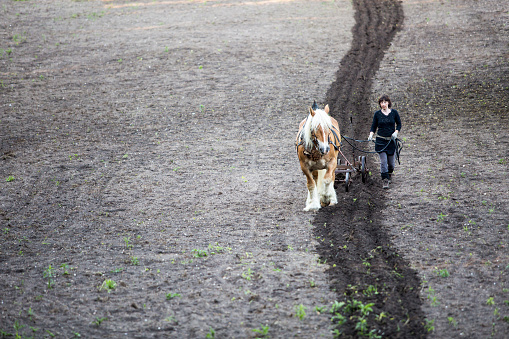 female Farmer and her Haflinger horse make the tillage on field with a plow