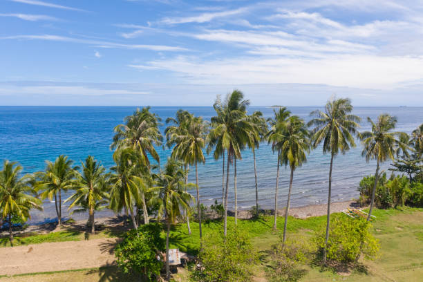 istock Landscape with coconut trees and turquoise lagoon, view from above 1150471956