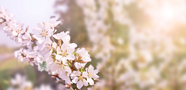 Beautiful spring background, branches of blossoming cherry with soft focus. For Easter and spring cards with copy space and blurred background.