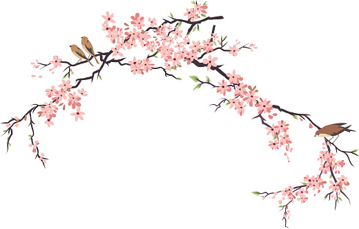 Three Little Birds Perching and Cherry Blossoms Branches