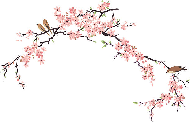 Three Little Birds Perching and Cherry Blossoms Branches Little birds in the Cherry blossoms.  Sparrows & Sakura  Three Brown perching birds on Cherry Blossoms Branches.  Cherry blossom branch has lots of buds and pink flowers in bloom. The cherry blossom flowers and branches are various sizes. branch plant part stock illustrations