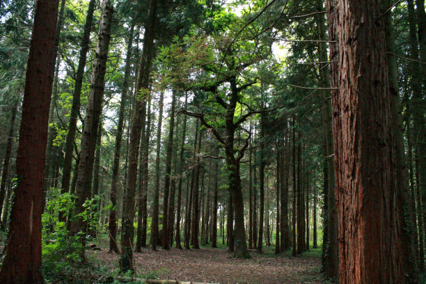 istock Large tree in middle of opening in woods 1150474646