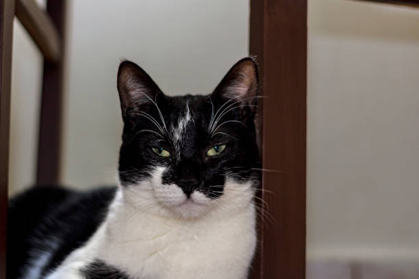 istock black white domestic cat 1150475283