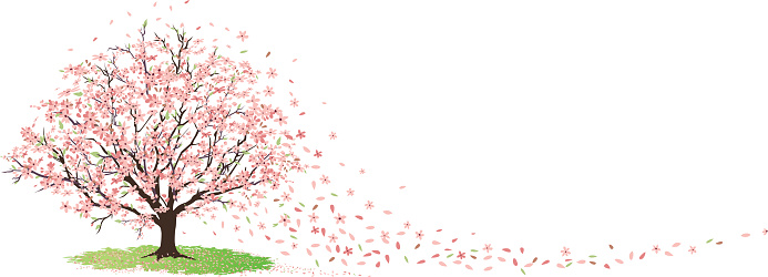 Cherry Tree blowing in the wind. Simple little tree with it's leaves blowing in the wind. Layered.  Old fashioned shade tree illustration. Cherry blossom tree in full bloom filled with lots of blossoms and leaves.  Blossoms blowing from tree to the right.