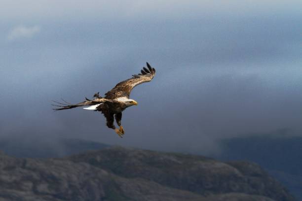 istock White-tailed eagle in flight before catching fish,Norway,Haliaeetus albicilla, majestic sea eagle with big claws with fjord and clouds in background, wildlife scene from nature 1150475355