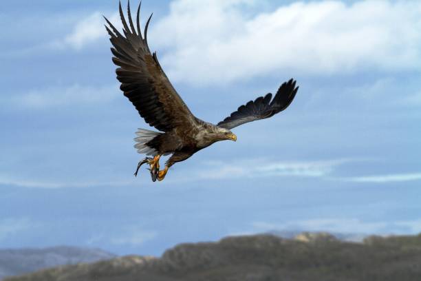 istock White-tailed eagle in flight with caught fish from sea,Norway,Haliaeetus albicilla, majestic sea eagle with fish in its big claws and with sky and flord in background, wildlife scene 1150475382