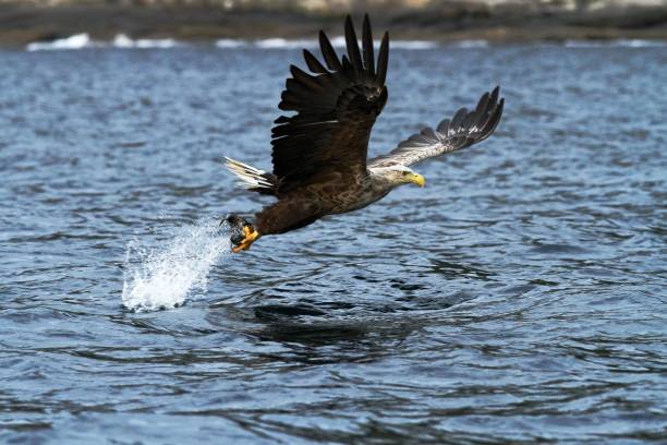 istock White-tailed eagle in flight, eagle with a fish which has been just plucked from the water, Norway,Haliaeetus albicilla, eagle with a fish flies over a sea, majestic sea eagle, wildlife scene 1150475489
