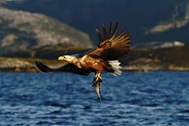 istock White-tailed eagle in flight, eagle with a fish which has been just plucked from the water, Norway,Haliaeetus albicilla, eagle with a fish flies over a sea, majestic sea eagle, wildlife scene 1150475546