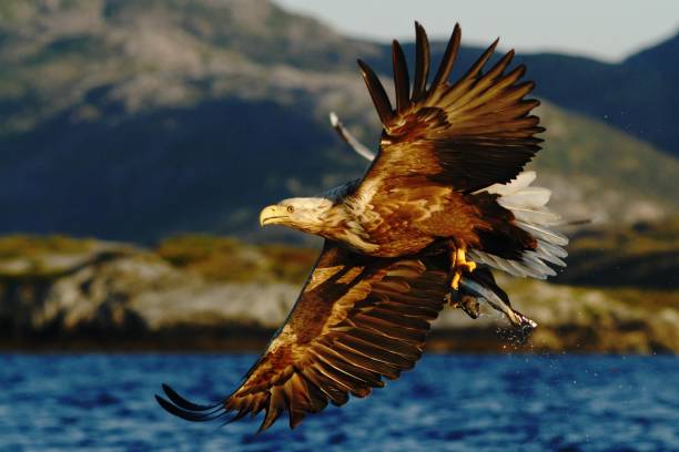 istock White-tailed eagle in flight, eagle with a fish which has been just plucked from the water, Norway,Haliaeetus albicilla, eagle with a fish flies over a sea, majestic sea eagle, wildlife scene 1150475590