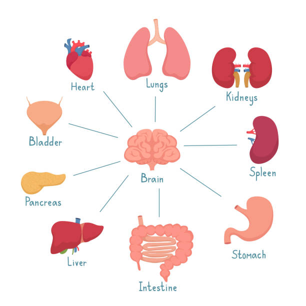 Set of Internal Human Organs Set of internal human organs. Cartoon icons isolated on white background, illustration. spleen stock illustrations