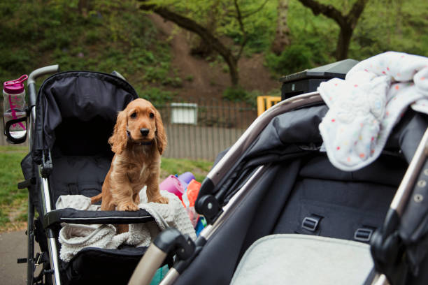 istock Adorable Cocker Spaniel in the Park 1150475865