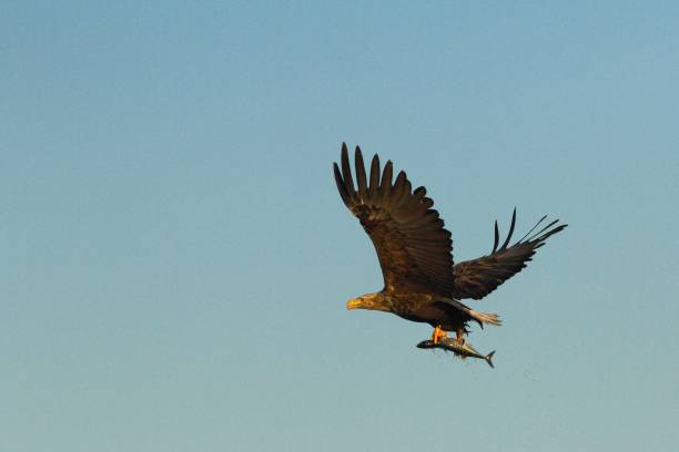 istock White-tailed eagle in flight with caught fish from sea,Norway,Haliaeetus albicilla, majestic sea eagle with fish in its big claws and with sky in background, wildlife scene 1150476201