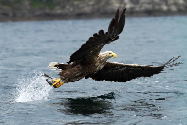 istock White-tailed eagle in flight, eagle with a fish which has been just plucked from the water, Norway,Haliaeetus albicilla, eagle with a fish flies over a sea, majestic sea eagle, wildlife scene 1150476217