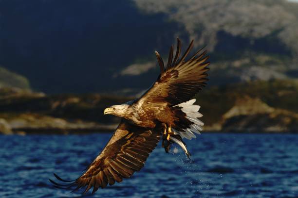 istock White-tailed eagle in flight, eagle with a fish which has been just plucked from the water, Norway,Haliaeetus albicilla, eagle with a fish flies over a sea, majestic sea eagle, wildlife scene 1150476230