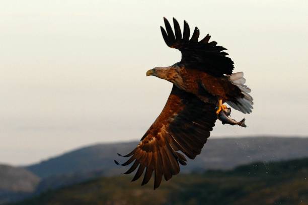 istock White-tailed eagle in flight, eagle with a fish which has been just plucked from the water, Norway,Haliaeetus albicilla, eagle with a fish flies over a sea, majestic sea eagle, wildlife scene 1150476249