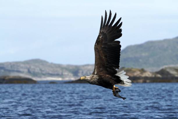 istock White-tailed eagle in flight with caught fish from sea,Norway,Haliaeetus albicilla, majestic sea eagle with fish in its big claws and with sky and flord in background, wildlife scene 1150476765