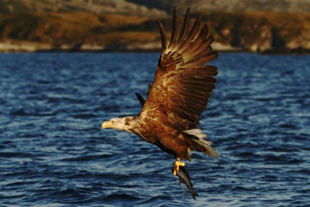 istock White-tailed eagle in flight, eagle with a fish which has been just plucked from the water, Norway,Haliaeetus albicilla, eagle with a fish flies over a sea, majestic sea eagle, wildlife scene 1150476783