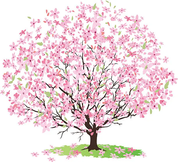 Vector illustration of Pink Cherry Tree in Full Bloom with Lots of Blossoms