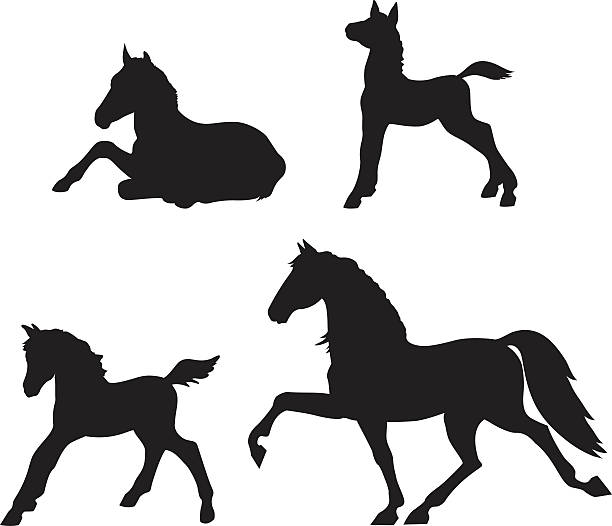 ilustraciones, imágenes clip art, dibujos animados e iconos de stock de & colt siluetas de caballos - colts