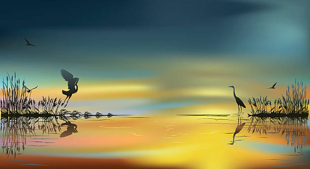 illustrations, cliparts, dessins animés et icônes de herons au coucher du soleil - zone humide